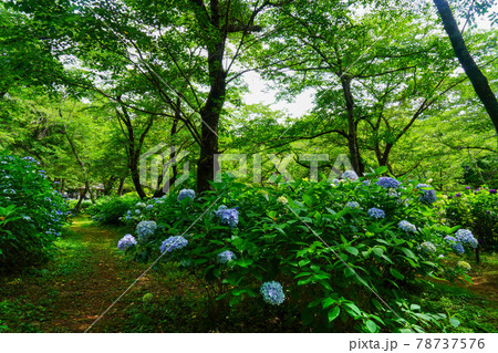 紫陽花の小径佐倉宗吾霊堂の梅雨 78737576