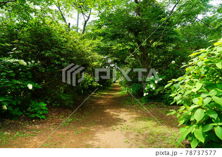 紫陽花の小径佐倉宗吾霊堂の梅雨 紫陽花の小径佐倉宗吾霊堂の梅雨 78737577