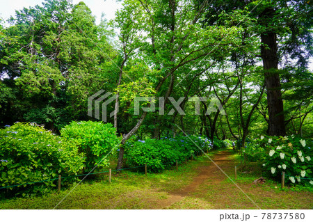 紫陽花の小径佐倉宗吾霊堂の梅雨 紫陽花の小径佐倉宗吾霊堂の梅雨 78737580