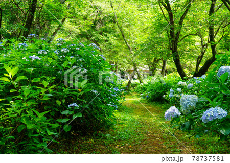 紫陽花の小径佐倉宗吾霊堂の梅雨 紫陽花の小径佐倉宗吾霊堂の梅雨 78737581