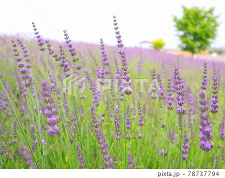 埼玉県久喜市菖蒲総合支所のラベンダー堤 咲き始めたラベンダーの写真素材