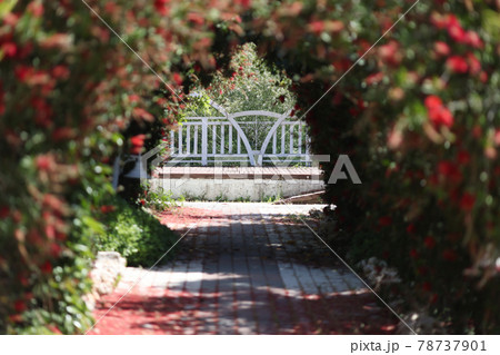 Pedestrian road going in middle of flower avenue of roses background 78737901