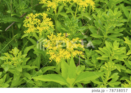 グァンゴクジ 植物 花 78738057