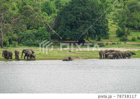 アフリカゾウの群れ アフリカゾウの群れ 78738117