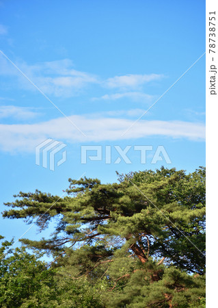 空と雲と松 78738751