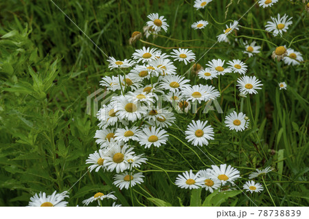 池 グァンゴクジ スポット 78738839