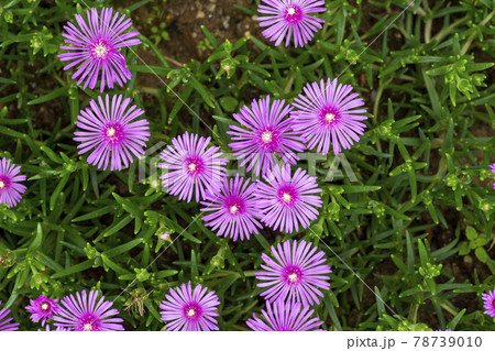 池 グァンゴクジ スポット 78739010