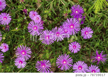 池 グァンゴクジ スポット 78739017