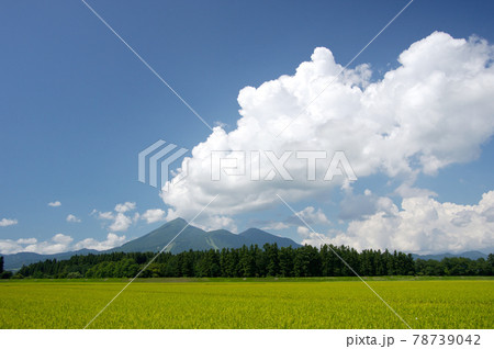 夏の盛り 緑濃い田んぼの稲と磐梯山 その上には白い入道雲が空高く湧き上がるの写真素材