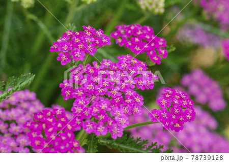池 グァンゴクジ 植物 78739128