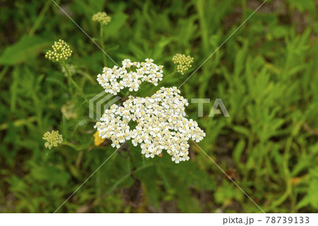 池 グァンゴクジ 植物 78739133