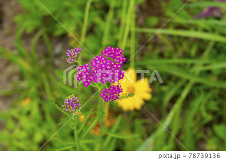 グァンゴクジ 植物 スポット 78739136