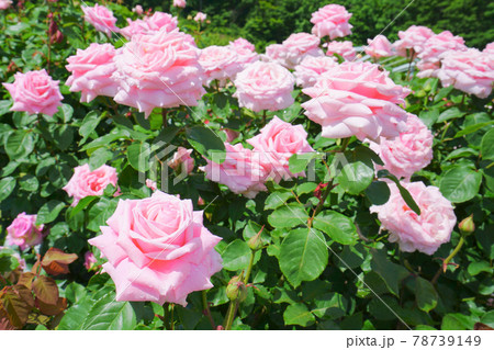 バラ園、長岡市、新潟県、日本 78739149