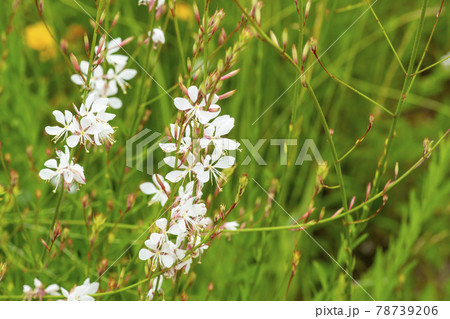 アカバナ グァンゴクジ 植物 78739206