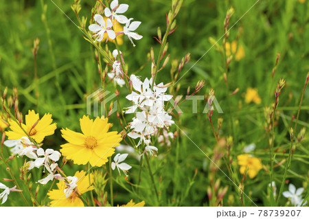 アカバナ グァンゴクジ 植物 78739207