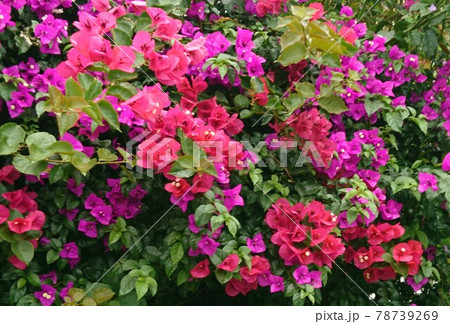 南国の花ブーゲンビリア 南国の花ブーゲンビリア 78739269