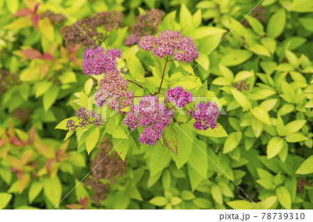 池 グァンゴクジ 植物 78739310