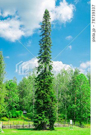 Tall forked spruce in the park at Saimaa canal in Lappeenranta, Finland 78739337