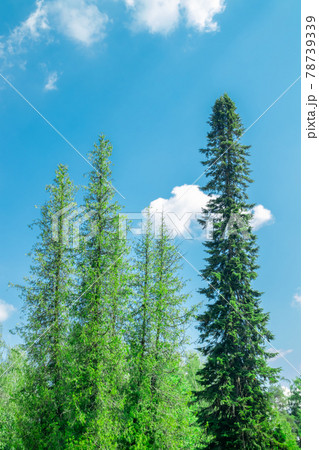 Tall forked spruce in the park at Saimaa canal in Lappeenranta, Finland 78739339