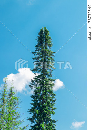 Tall forked spruce in the park at Saimaa canal in Lappeenranta, Finland 78739340