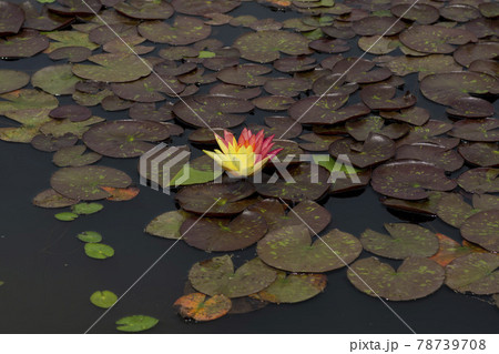 池 修練 花 78739708