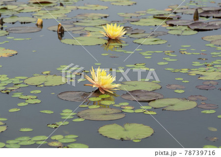 池 修練 花 78739716
