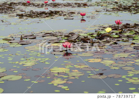 池 修練 花 78739717