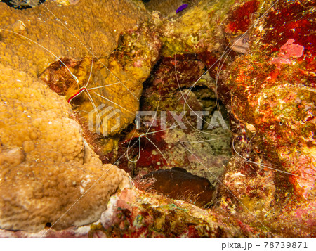 White banded cleaner shrimp, Lysmata amboinensis at a Red Sea coral reef near Hurghada, Egypt White banded cleaner shrimp, Lysmata amboinensis at a Red Sea coral reef near Hurghada, Egypt 78739871
