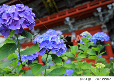 雨引観音のアジサイ 78739962