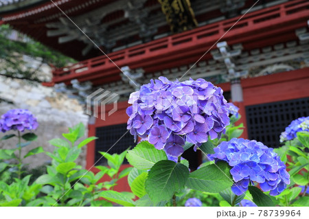 雨引観音のアジサイ 78739964