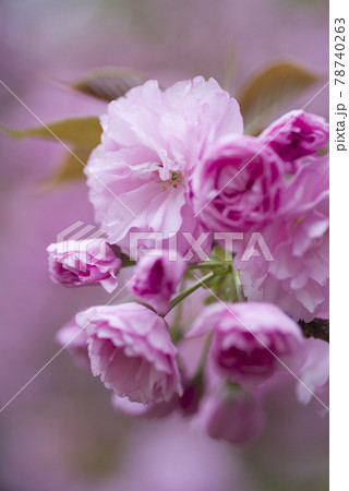 公園の桜の花が満開です。この桜の名前はカンザン(関山)です。 公園の桜の花が満開です。この桜の名前はカンザン(関山)です。 78740263