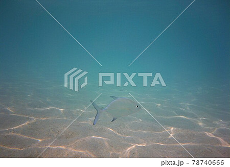 モルディブの海と魚 モルディブの海と魚 78740666