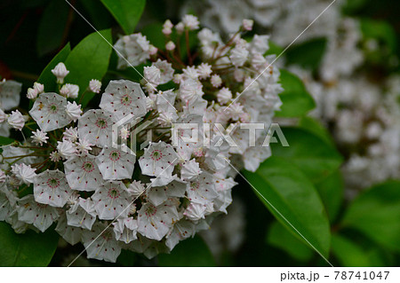 カルミアの白い花 埼玉県 5月 の写真素材
