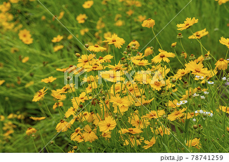 花 花畑 空 78741259