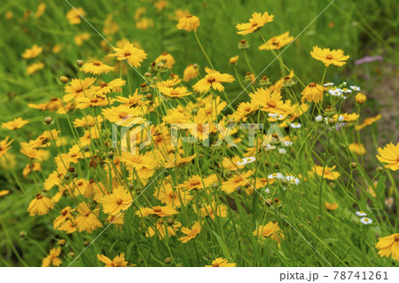 花 花畑 空 78741261