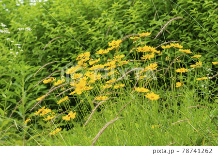 緑 緑色 花 78741262