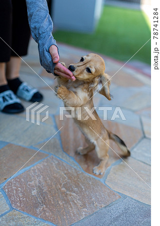 カニンヘンダックスフンドの仔犬 カニンヘンダックスフンドの仔犬 78741284