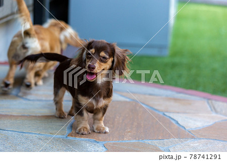 カニンヘンダックスフンドの仔犬 カニンヘンダックスフンドの仔犬 78741291