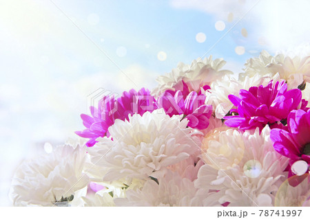 beautifully designed bouquet of white and red chrysanthemums on light background 78741997