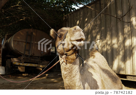 rescued camel in animal rescue center (ラクダ) 78742182