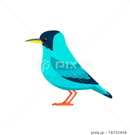 Green honeycreeper is a small bird in the tanager family. Chlorophanes spiza. Exotic blue Bird Cartoon flat style beautiful character of ornithology, vector illustration isolated on white Green honeycreeper is a small bird in the tanager family. Chlorophanes spiza. Exotic blue Bird Cartoon flat style beautiful character of ornithology, vector illustration isolated on white 78742948