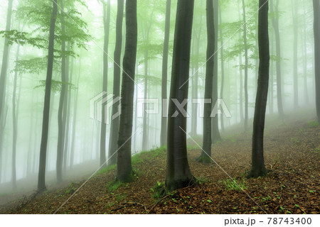 Spring forest Spring forest 78743400