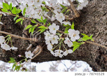 東京都 春 国分寺市 西町緑地 遊歩道の桜 東京都 春 国分寺市 西町緑地 遊歩道の桜 78743529