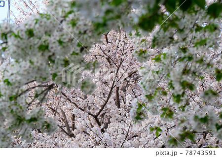 東京都 春 国分寺市 西町緑地 遊歩道の桜 東京都 春 国分寺市 西町緑地 遊歩道の桜 78743591