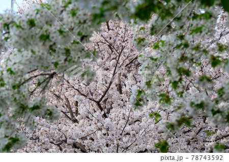 東京都　春　国分寺市　西町緑地　遊歩道の桜 78743592