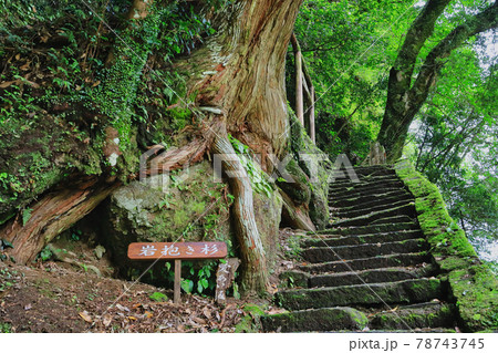 塩浸温泉龍馬公園 岩抱き杉と塩浸温泉神社 塩浸温泉龍馬公園 岩抱き杉と塩浸温泉神社 78743745