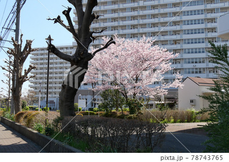 東京都 春 国立市 北町の風景 東京都 春 国立市 北町の風景 78743765
