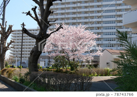 東京都　春　国立市　北町の風景 78743766