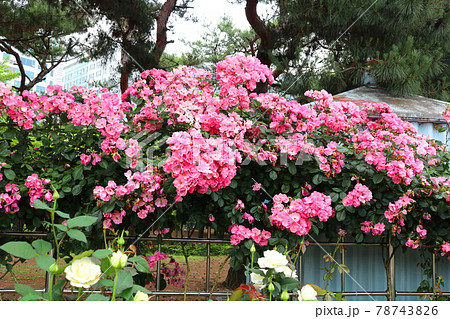 バラ 花 バラの花 78743826