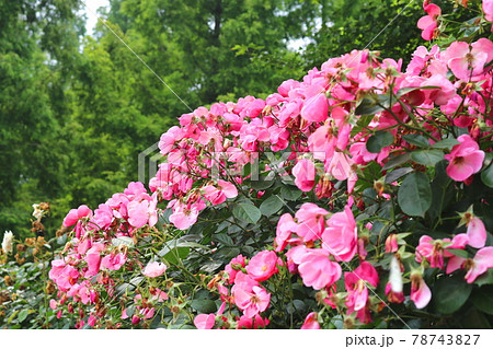 バラ 花 バラの花 78743827